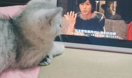 泡英短视频,轻松学习英语，趣味互动新体验